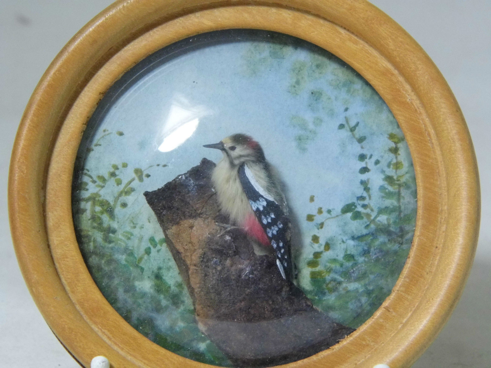 Great Spotted Woodpecker